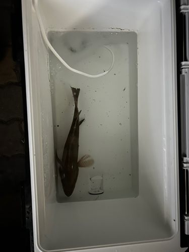 オオモンハタの釣果