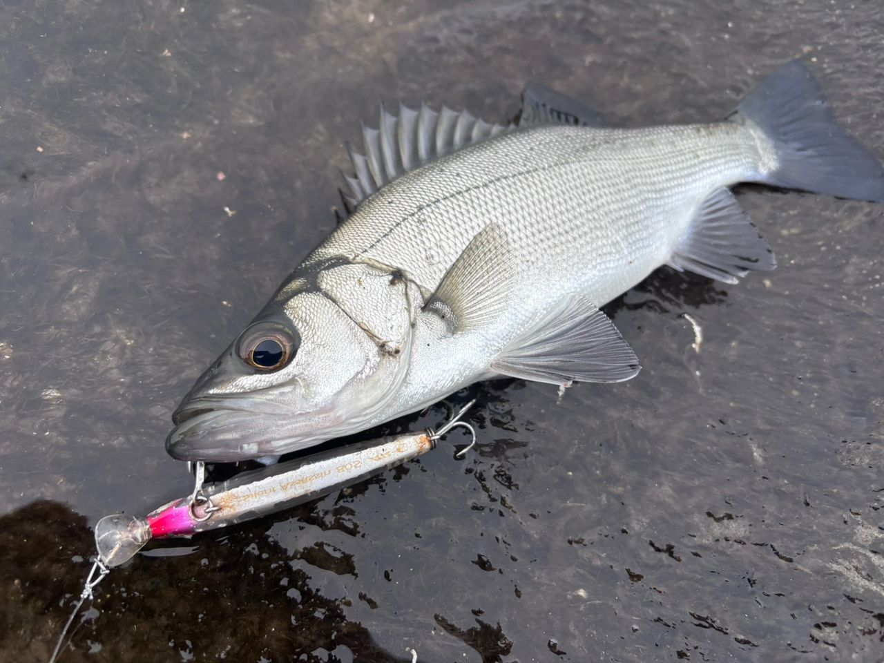 SHIMANO ネッサ CI4+ S1002Mの最安値・インプレ・釣果 | 本音の口コミ