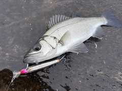 セイゴ（ヒラスズキ）の釣果