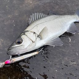 セイゴ（ヒラスズキ）