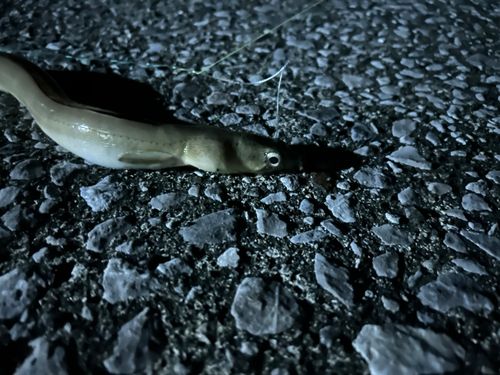 クロホシフエダイの釣果