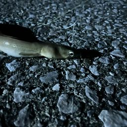 クロホシフエダイ