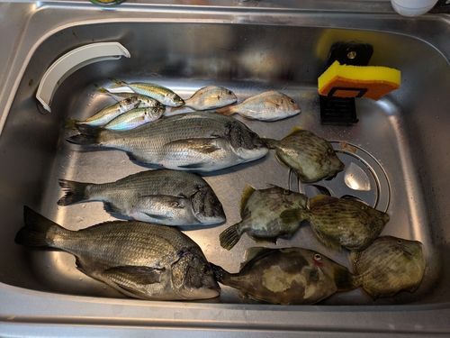 カワハギの釣果