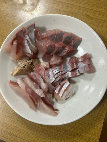 ハマチの釣果
