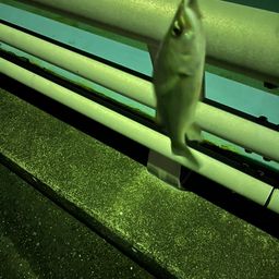 セイゴ（マルスズキ）