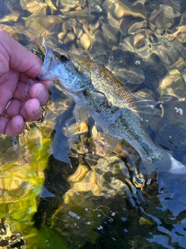ラージマウスバスの釣果