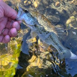 ラージマウスバス