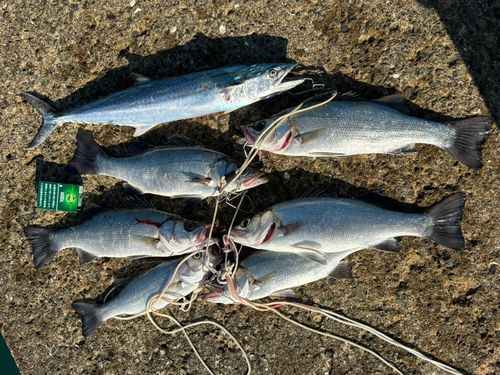 ヒラスズキの釣果