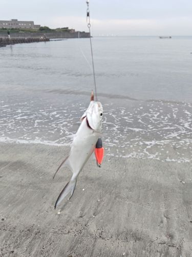 コバンアジの釣果