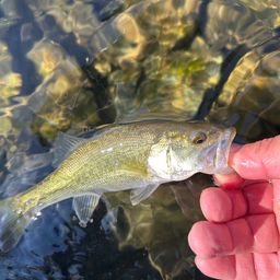 ラージマウスバス