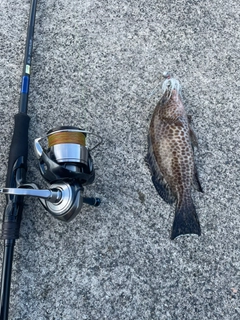 オオモンハタの釣果