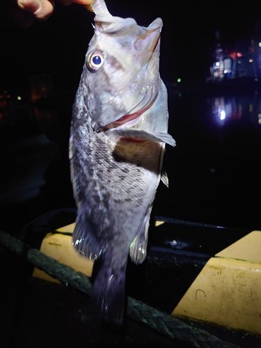 クロソイの釣果