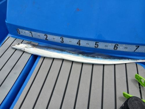 タチウオの釣果