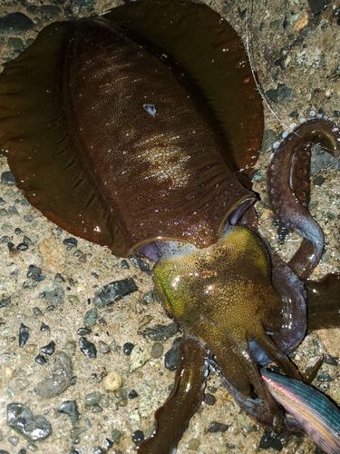 アオリイカの釣果