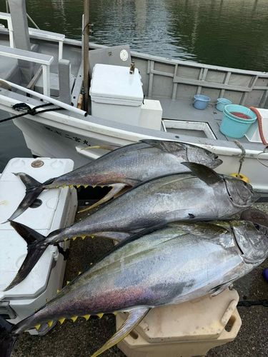 キハダマグロの釣果