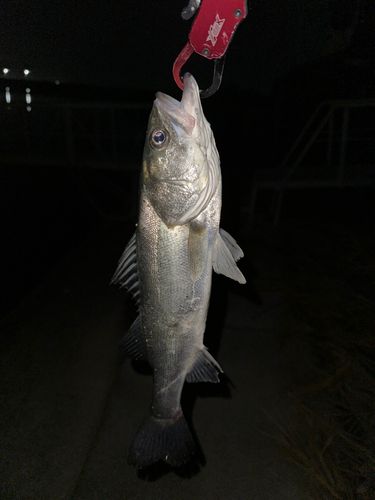 セイゴ（タイリクスズキ）の釣果