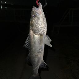 セイゴ（タイリクスズキ）