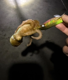 タコの釣果