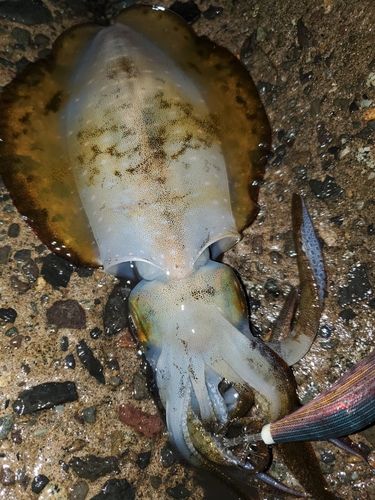 アオリイカの釣果