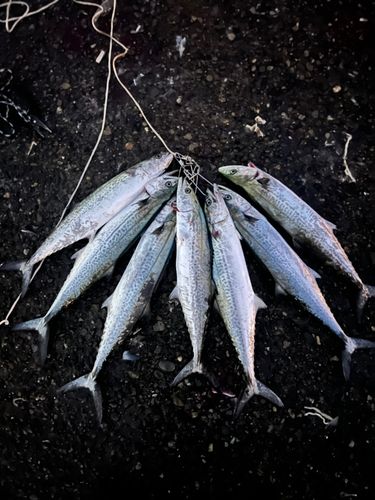 サゴシの釣果
