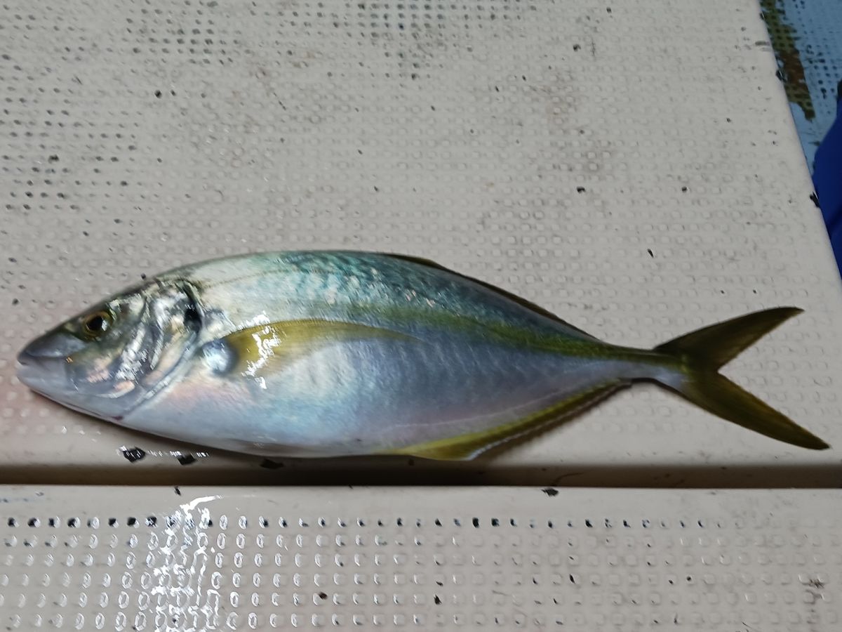 ひろきの父ちゃんの釣に行く。さんの釣果 1枚目の画像