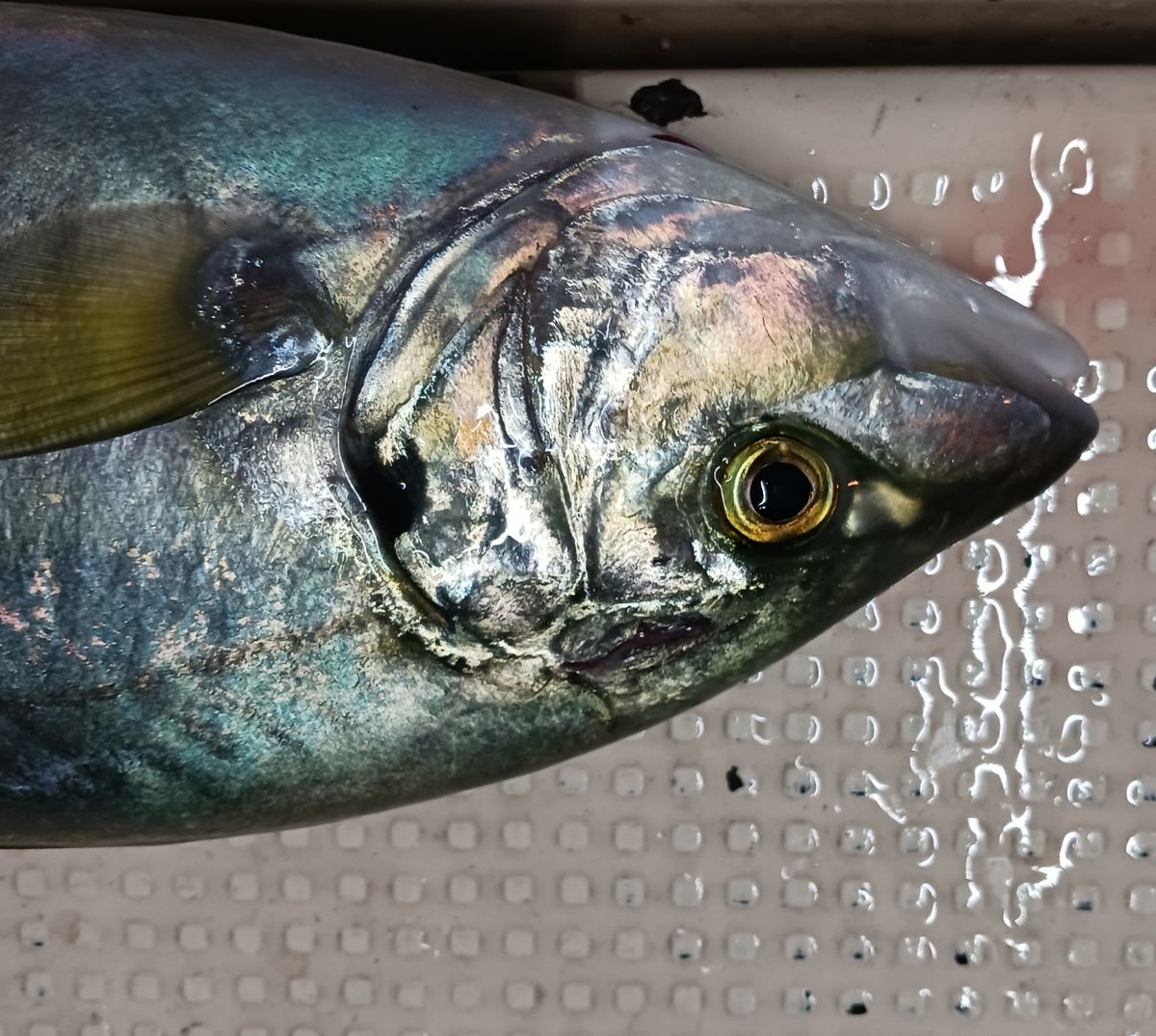 ひろきの父ちゃんの釣に行く。さんの釣果 2枚目の画像