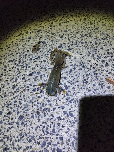 シャコエビの釣果