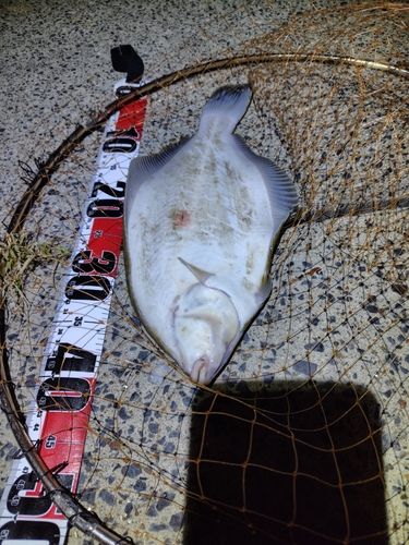 マコガレイの釣果