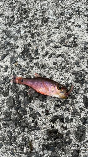 ネンブツダイの釣果