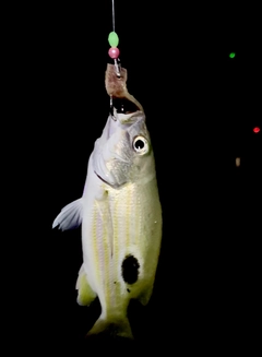 ニセクロホシフエダイの釣果