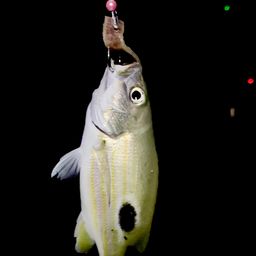 ニセクロホシフエダイ