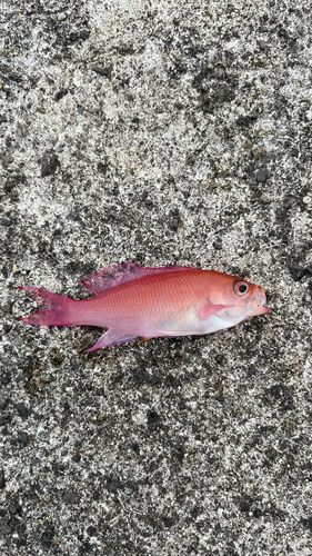 シキシマハナダイの釣果