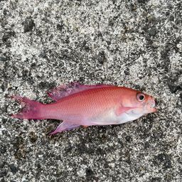 シキシマハナダイ