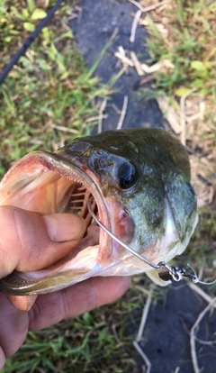 ラージマウスバスの釣果