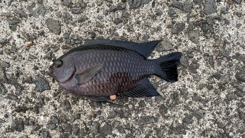 スズメダイの釣果
