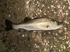 マルスズキの釣果
