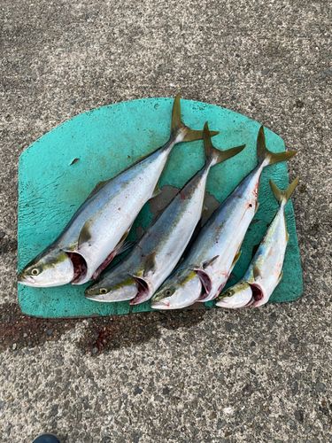 メジロの釣果