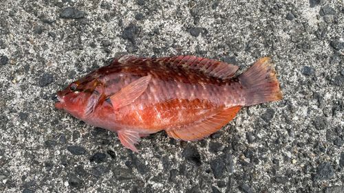 アカササノハベラの釣果