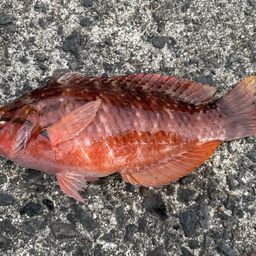 アカササノハベラ