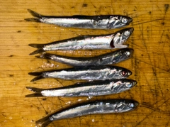 カタクチイワシの釣果