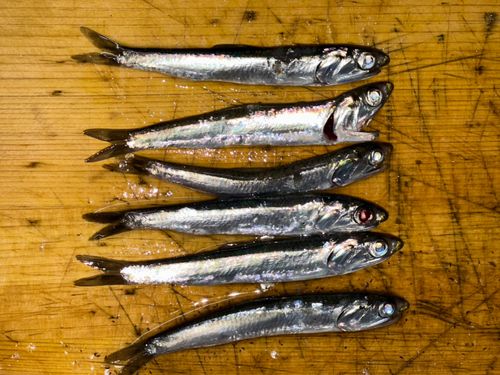 カタクチイワシの釣果