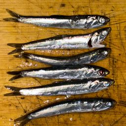 カタクチイワシ