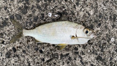 クロサギの釣果