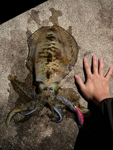 アオリイカの釣果