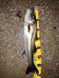 フッコ（マルスズキ）の釣果