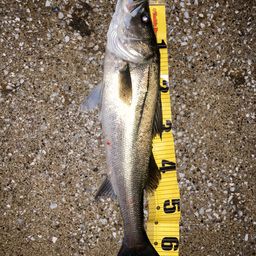 フッコ（マルスズキ）