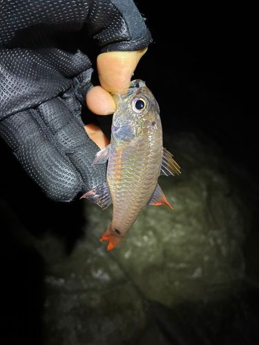 ネンブツダイの釣果