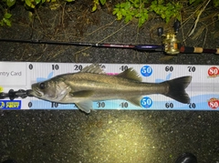 シーバスの釣果