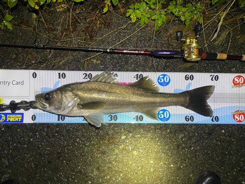 シーバスの釣果