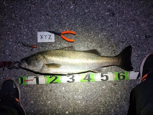 シーバスの釣果